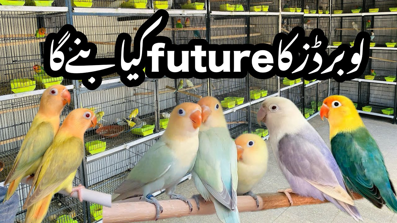 Lovebirds k rates km kis waja se huy/lovebirds k rates opr hong ya ni?