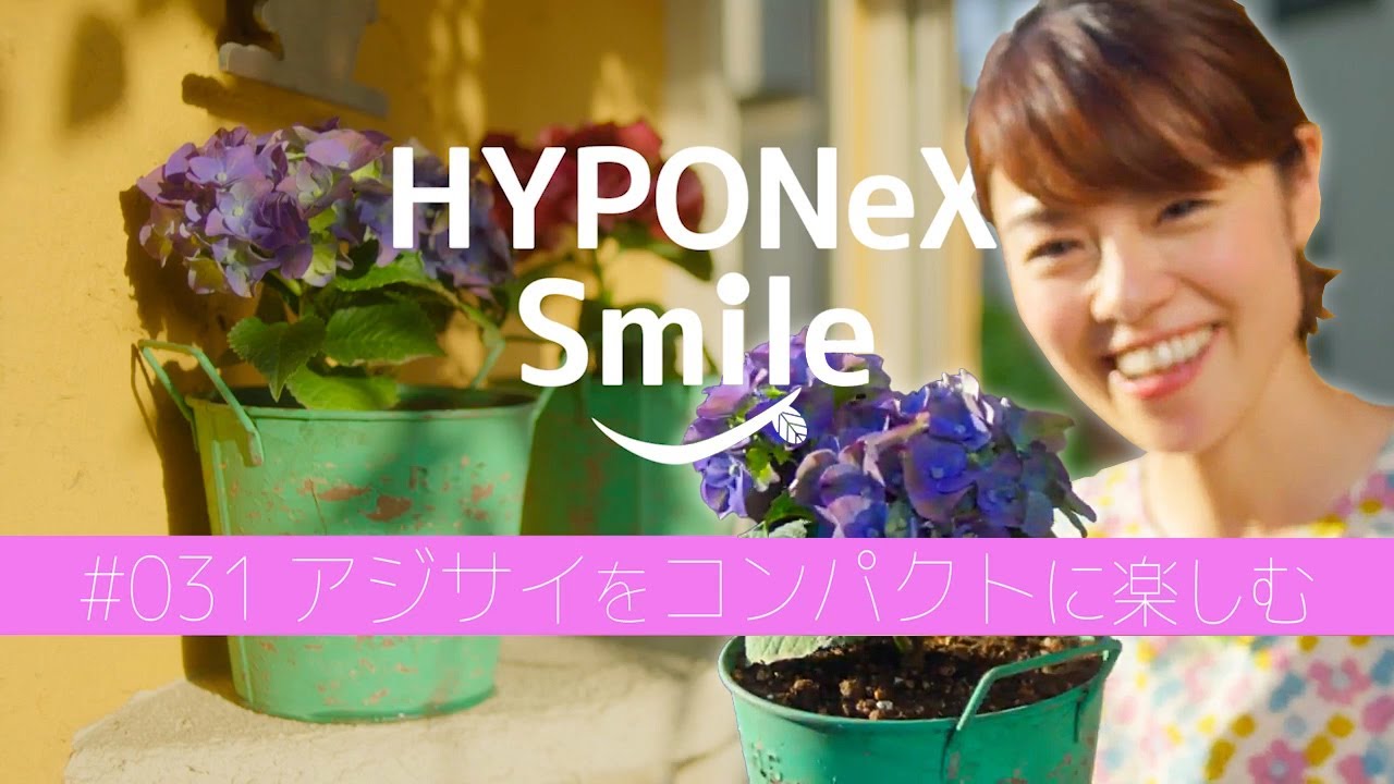🌱031: Enjoy hydrangeas in a compact way | #HyponexSmile