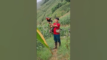 gà rừng mã đỏ đập cánh cực hay.qaib qus ntxuaj ti khav tiag tiag