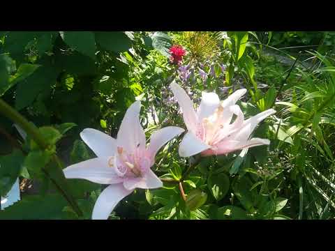 Лилии азиатские гибриды - такие разные, неприхотливые и прекрасные. Сорт Apricot Fudgy, Фата Моргана