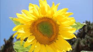 Project Sunflower Chapter 4