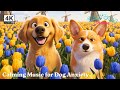 Dog Cartoon: All-Day Anti-Boredom Videos for Dogs to Watch When Home Alone 🐶 Dog TV &amp; Relaxing Music