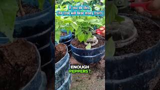 Grow Chili Plants Fast 🌶️ | 3 Easy Tips for More Peppers #shorts