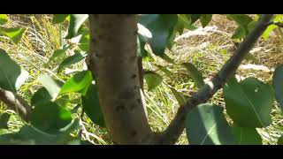 Evoluția Perilor Tăiați În Primăvară În Data De 15 August 2021.