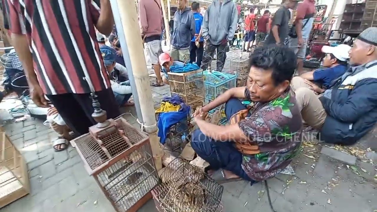Burung Berkicau Murah Meriah di Pasar Burung Solo: Alternatif untuk Penggemar Kicau