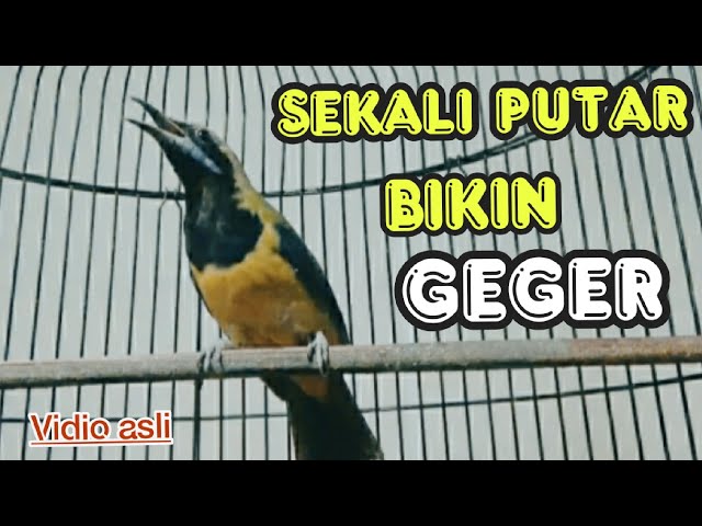 SEKALI PUTAR BIKIN GEGER || SUARA DAN TEMBAKAN EDAN || cucak cungkok class=