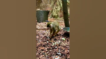 Обезьянка саймири