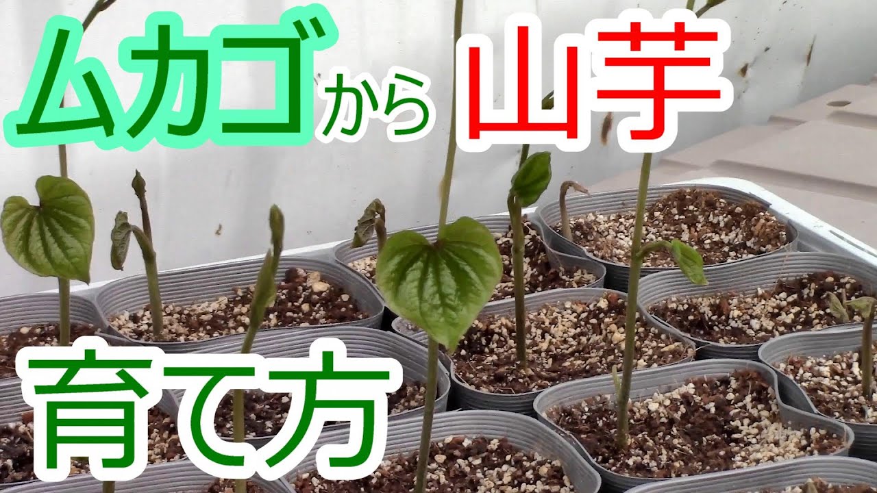 むかご を 植える