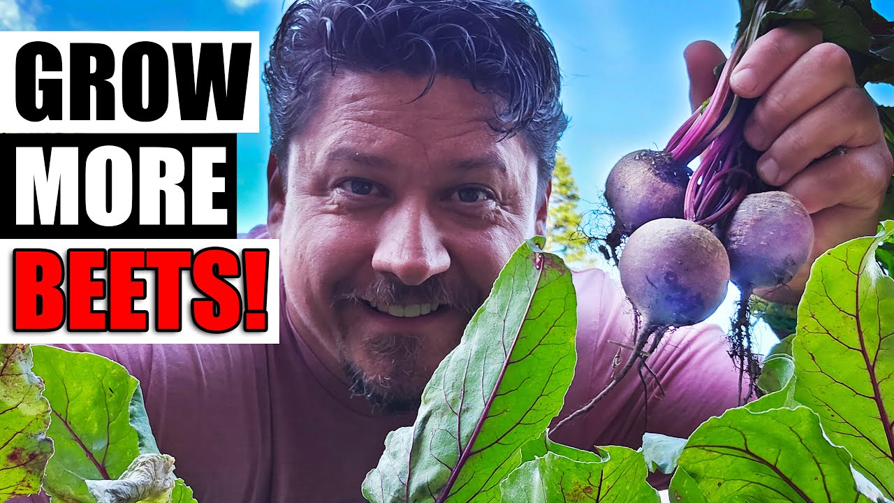 Growing Beets From Seed To Harvest - The Definitive Guide - YouTube