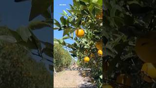 This disease is killing citrus trees - raising prices and putting Florida groves in danger.