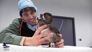 Duckology with Dr. Frank - Ring-neck Study