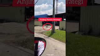 Anjing Atur Strategi Nak Menyerang Musuhtengok Sdanai Habis shorts anjing anjinglucu malaysia