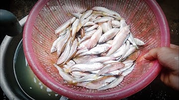 Câu lure cá mương - câu lure suối với em mồi lure fly rất hiệu quả ném là cá táp liền - Quang MiNo