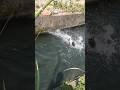 Japanese Catfish Fishing with Bamboo Rod🎋 #釣り #fishing #ナマズ #ナマズ釣り #catfish #多魚種アングラー