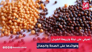 تعرفي على نبتة وزريعة الخردل وفوائدها على الصحة والجمال.