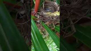 tinignan ko kung andun pa Ang mga ibon #everyone #highlight #amazing #birds #birdslover #birdnest