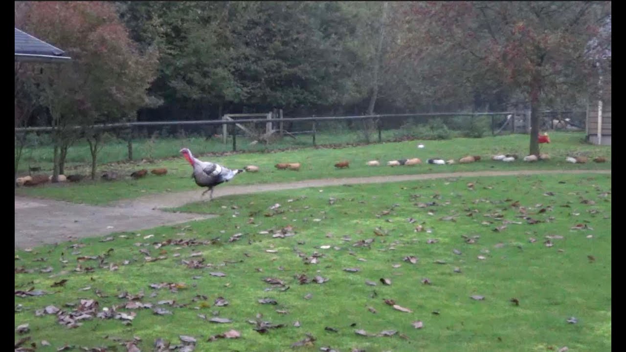 72 гинеи в очереди