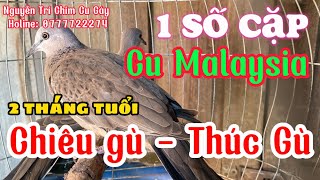 1 số cặp giống 2 tháng Chiêu Gù - Thúc gù Malaysia|| Chim non Malaysia giá bao nhiêu là hợp lí