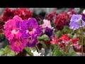 Dimetris Streptocarpus Hybrids 9.06.2018