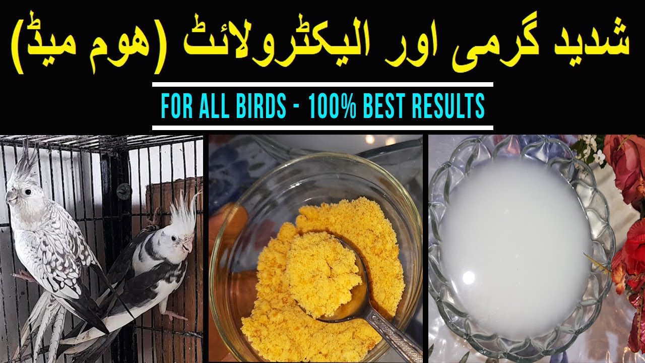 Home-made Electrolyte ka Shadeed Garmi me Istimaal | For All Birds | Best Results | Lodhi Birds