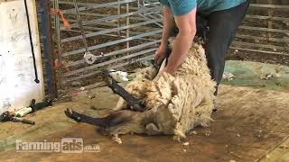 How to shear a sheep - Farm & Country Days