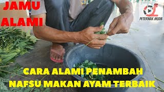 Cara Agar Anak Ayam Lahap Saat Makan. 