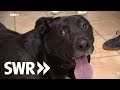 Ein Hund, ein Schaf und eine Katze | SWR Tierarztgeschichten