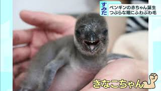 休館中の水族館にペンギンの赤ちゃん誕生！