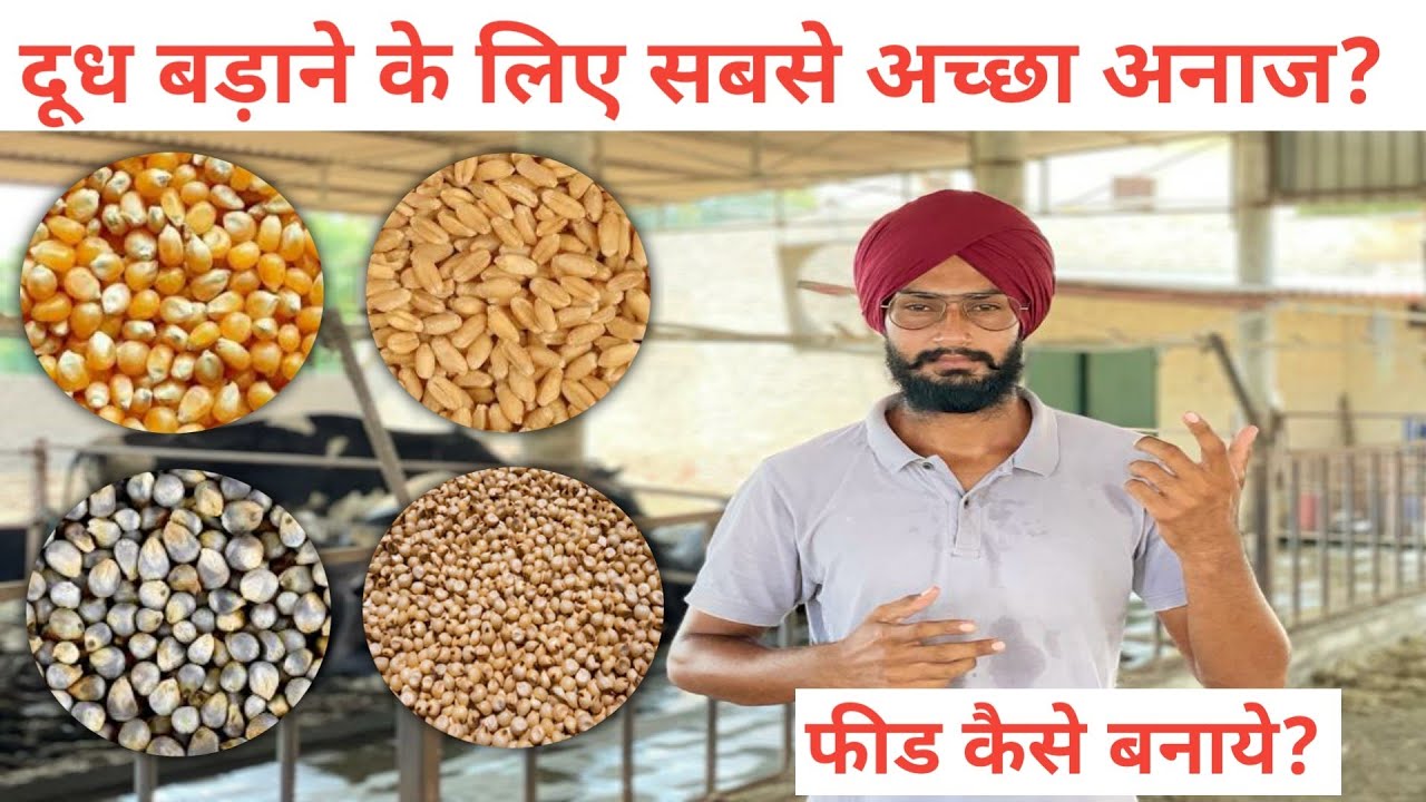 पशुओ का दूध बड़ाने के लिए सबसे अच्छा अनाज? gay ke liye feed kaise tyar kren। फीड में मक्की का उपयाेग