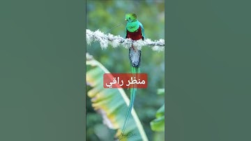 تلاوة هادئة القارئ مازن الواقدي