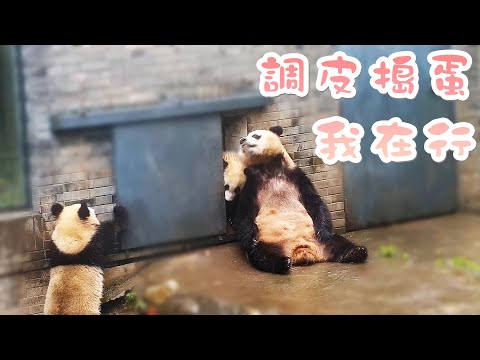 《熊貓早晚安》熊寶的惡作劇被媽媽當場抓包 | iPanda熊貓頻道