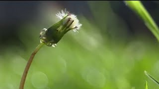 San Diego nearly tops list of worst cities for allergies in U.S. | NBC 7 San Diego