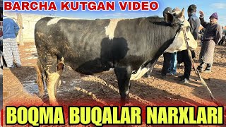 : BOQMA SEMIZ VA KICHIK BUQALAR NARXLARI SURXONDARYO MUZRABOT ZANG MOLBOZORI