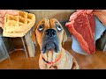 Letting my dog pick his favorite food!