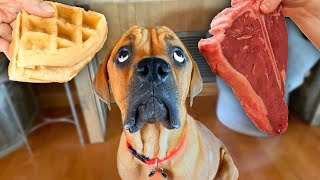 Will my blind dog pick Sweet or Savory? by PAWONDER 48,229 views 3 years ago 4 minutes, 45 seconds