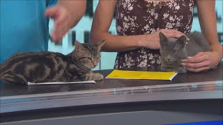 Furry Friends Friday - Meet Dusty and Rocky from Rescue Alliance
