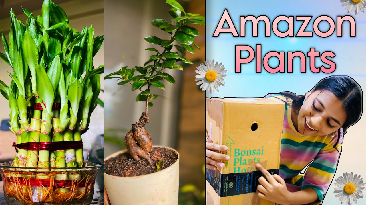 Online Plants Shopping | Amazon Plants | Bonsai Plant Online at Cheapest  Price | Lucky Bamboo Review