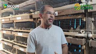 Família do interior de Chapecó investe da produção de ovos de codorna