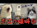 タワーの頂上で叫ぶボス猫…その後アツいバトル勃発!