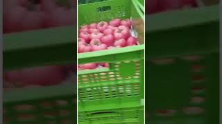 Teknoser - Azerbaycan -110.400M² Domates Seramız