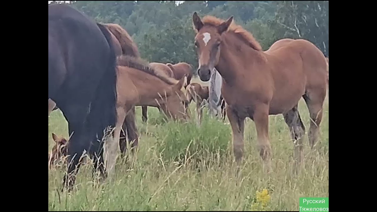 ТАБУННОЕ КОНЕВОДСВО | ПЕРЕКЛИЧКА ЖЕРЕБЯТ.