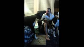 Great Dane Is Super Jealous Of His Brother Getting Attention