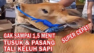 HANYA 1 MENIT !! Tusuk Dan Pasang Tali Keluh Sapi #keluhsapi #carakeluhsapi