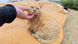 島の神社に行くと、恰幅の良い猫ちゃん達がお出迎えしてくれた