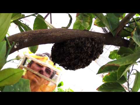Βίντεο: Πώς να αποτρέψετε το σμήνος των μελισσών