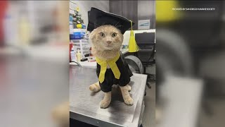 Cat attacked by coyote graduates from rabies quarantine