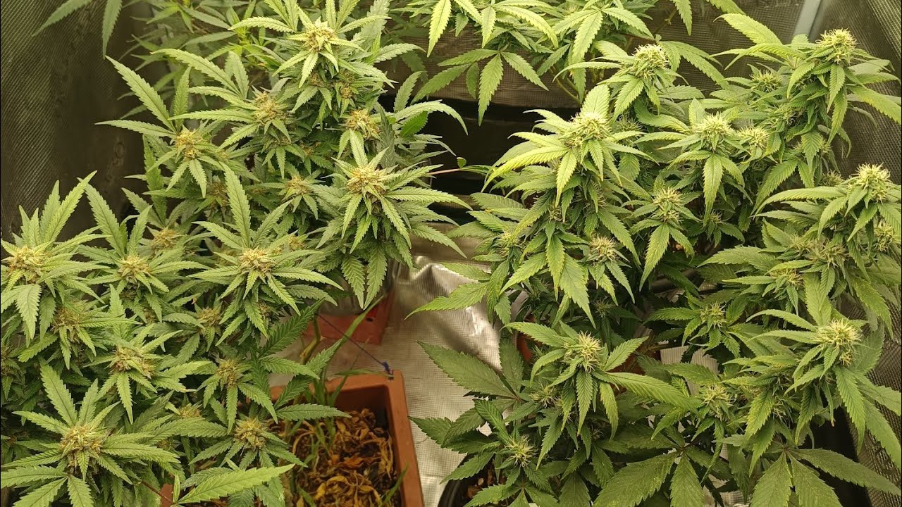 DICAS DE CULTIVO, como fazer TRIMA, mostrando RESULTADO🍁