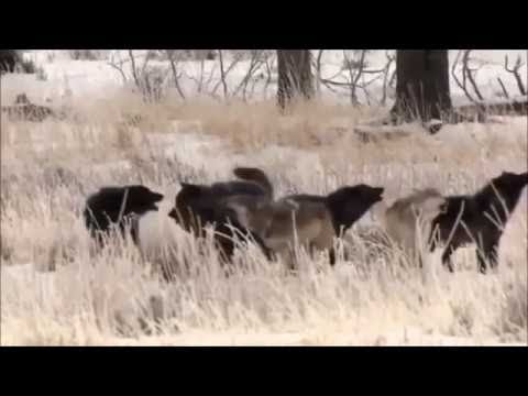 Leo Rojas Der Mit Dem Wolf Tanzt 