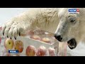 Сотрудники японского зоопарка показали, как живет белая медведица Шилка