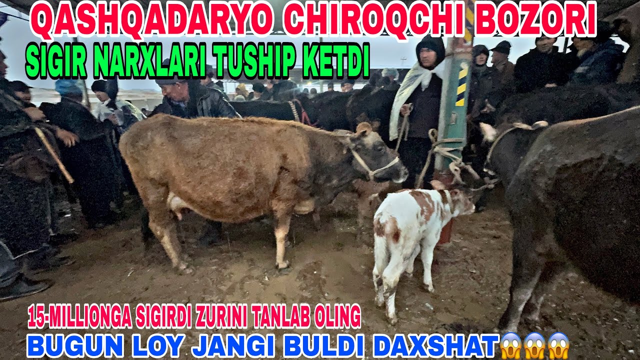 6-MART CHIROQCHI QORABURUG’ BOZORIDAN  SOG’IN SIGIR NARXLARI 2026